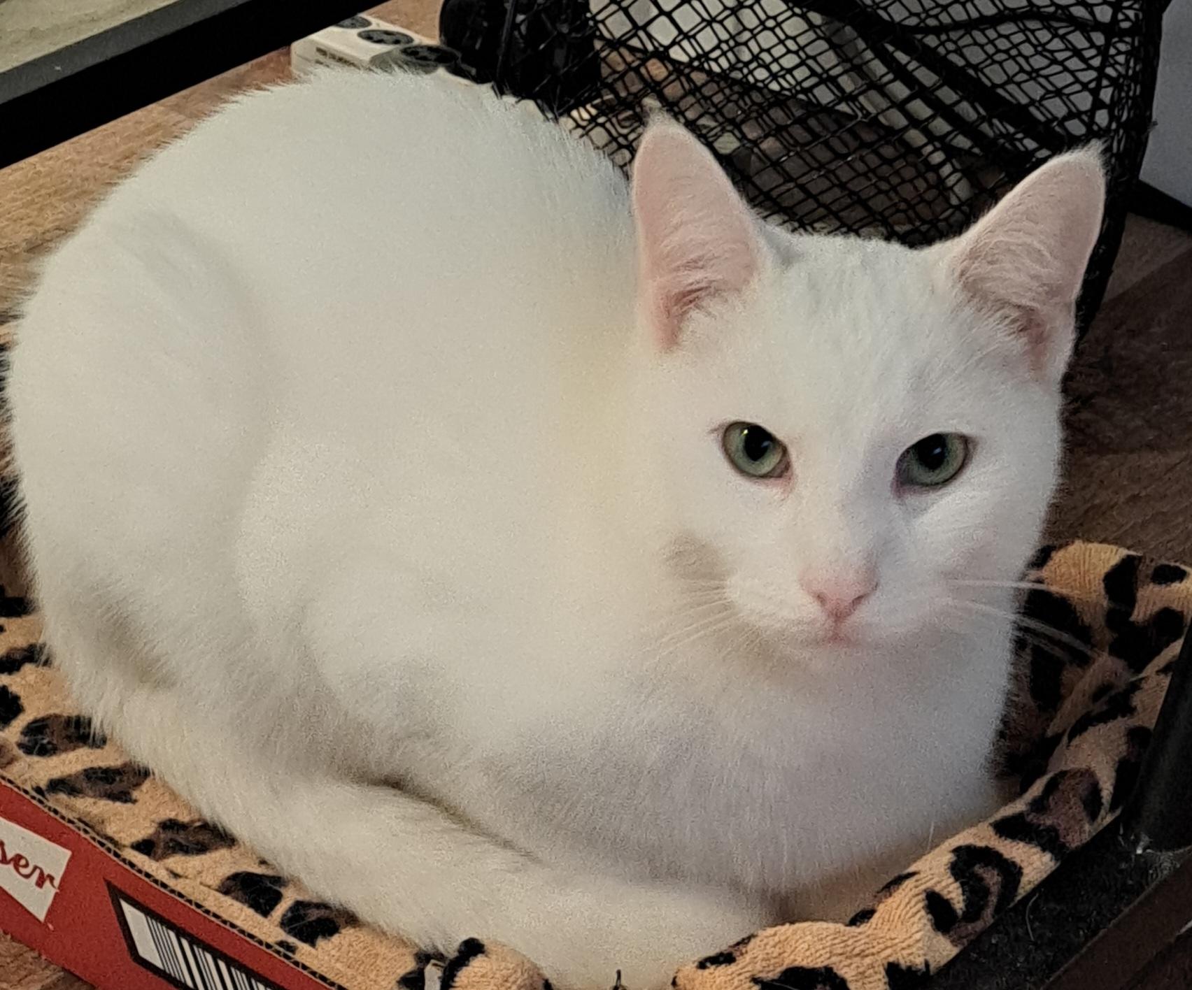 Mikey Polydactyl 1 and 1/2 yrs, a Adoptable Extra-Toes Cat / Hemingway Polydactyl in London, ON image 5/6