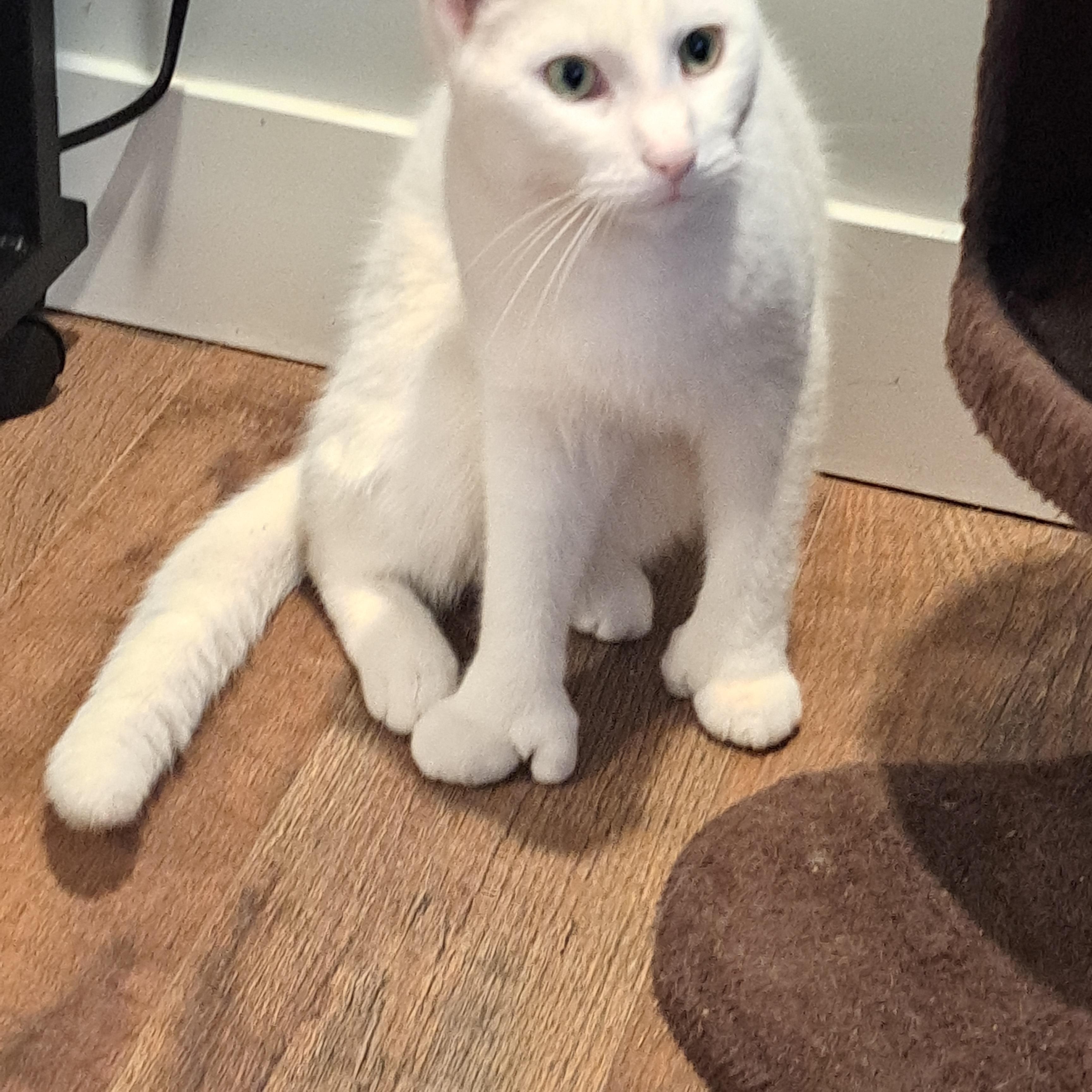 Mikey Polydactyl 1 and 1/2 yrs, a Adoptable Extra-Toes Cat / Hemingway Polydactyl in London, ON image 1/6