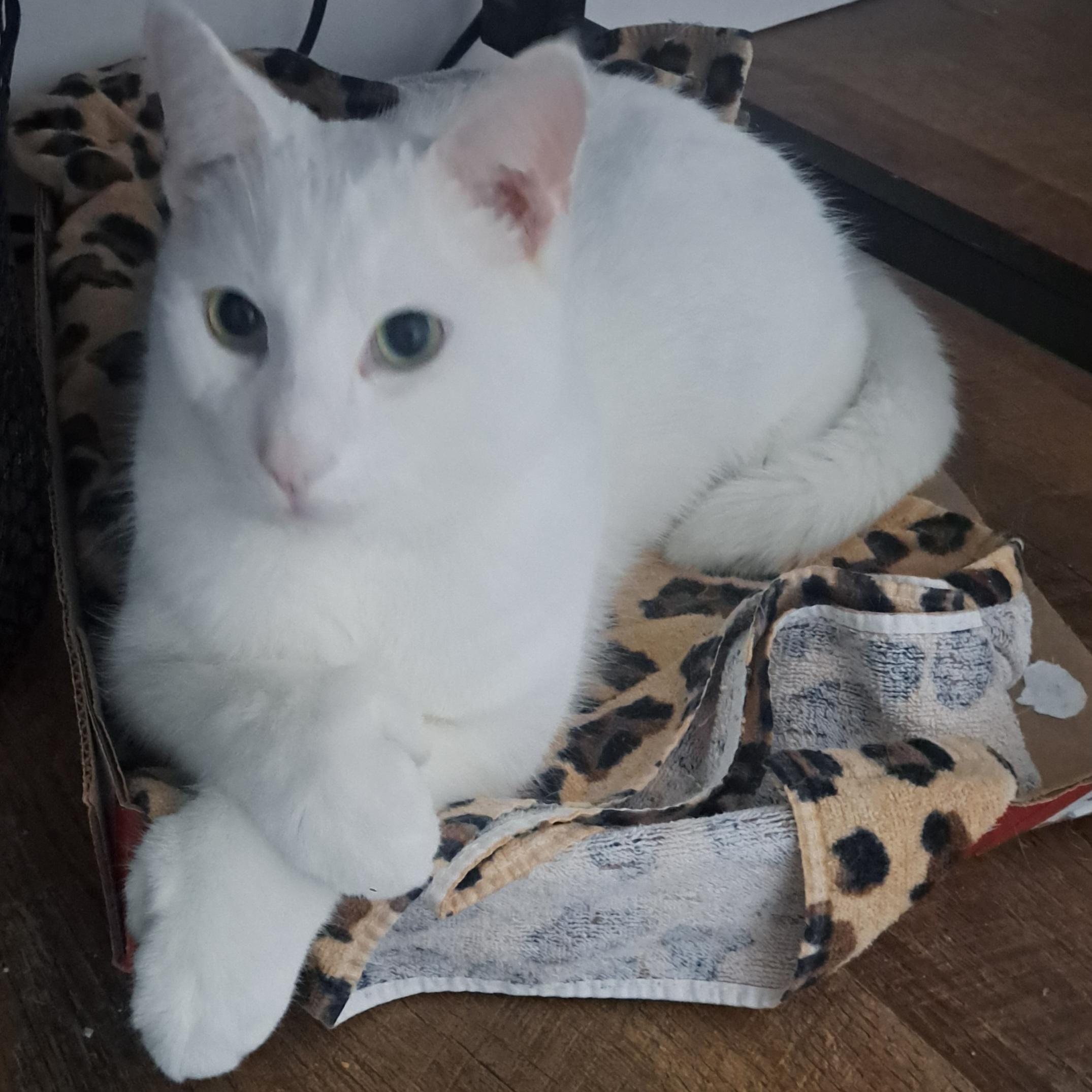 Mikey Polydactyl 1 and 1/2 yrs, a Adoptable Extra-Toes Cat / Hemingway Polydactyl in London, ON image 2/6