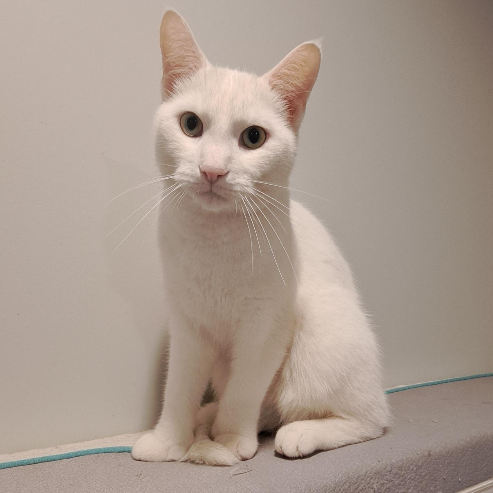 Mikey Polydactyl 1 and 1/2 yrs, a Adoptable Extra-Toes Cat / Hemingway Polydactyl in London, ON image 4/6