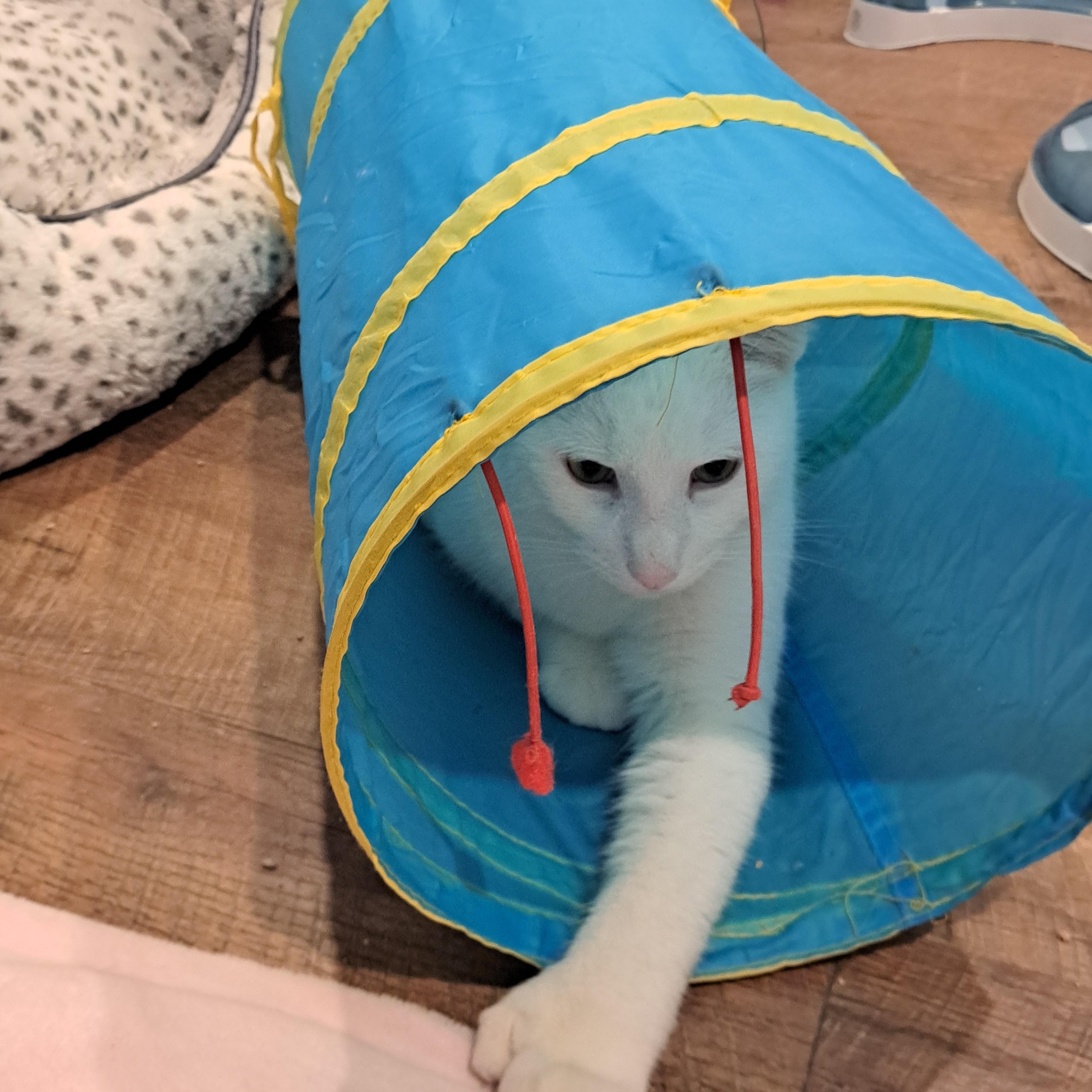 Mikey Polydactyl 1 and 1/2 yrs, a Adoptable Extra-Toes Cat / Hemingway Polydactyl in London, ON image 6/6