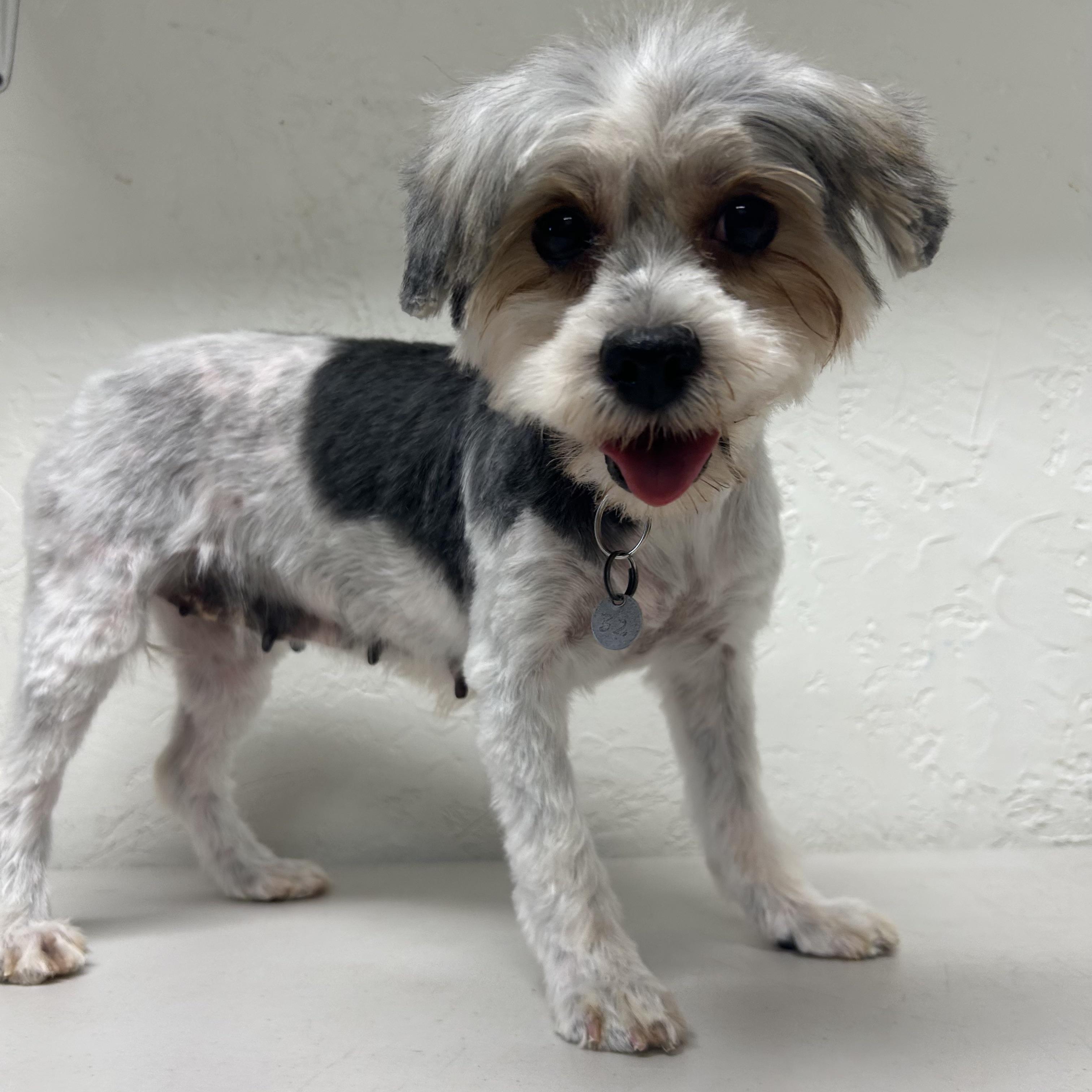 Havana-Foster Home Needed