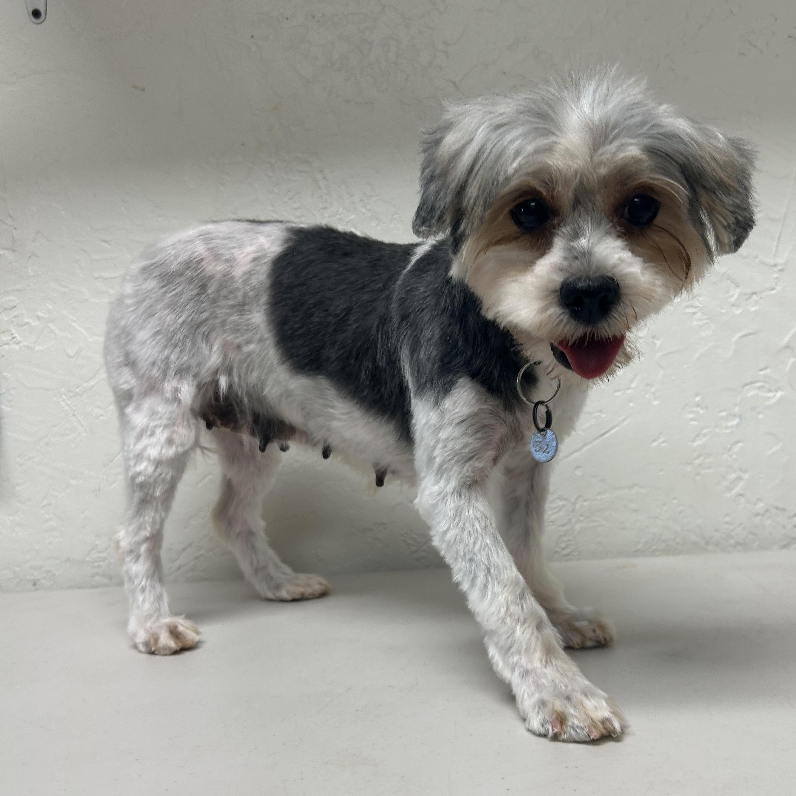 Havana-Foster Home Needed