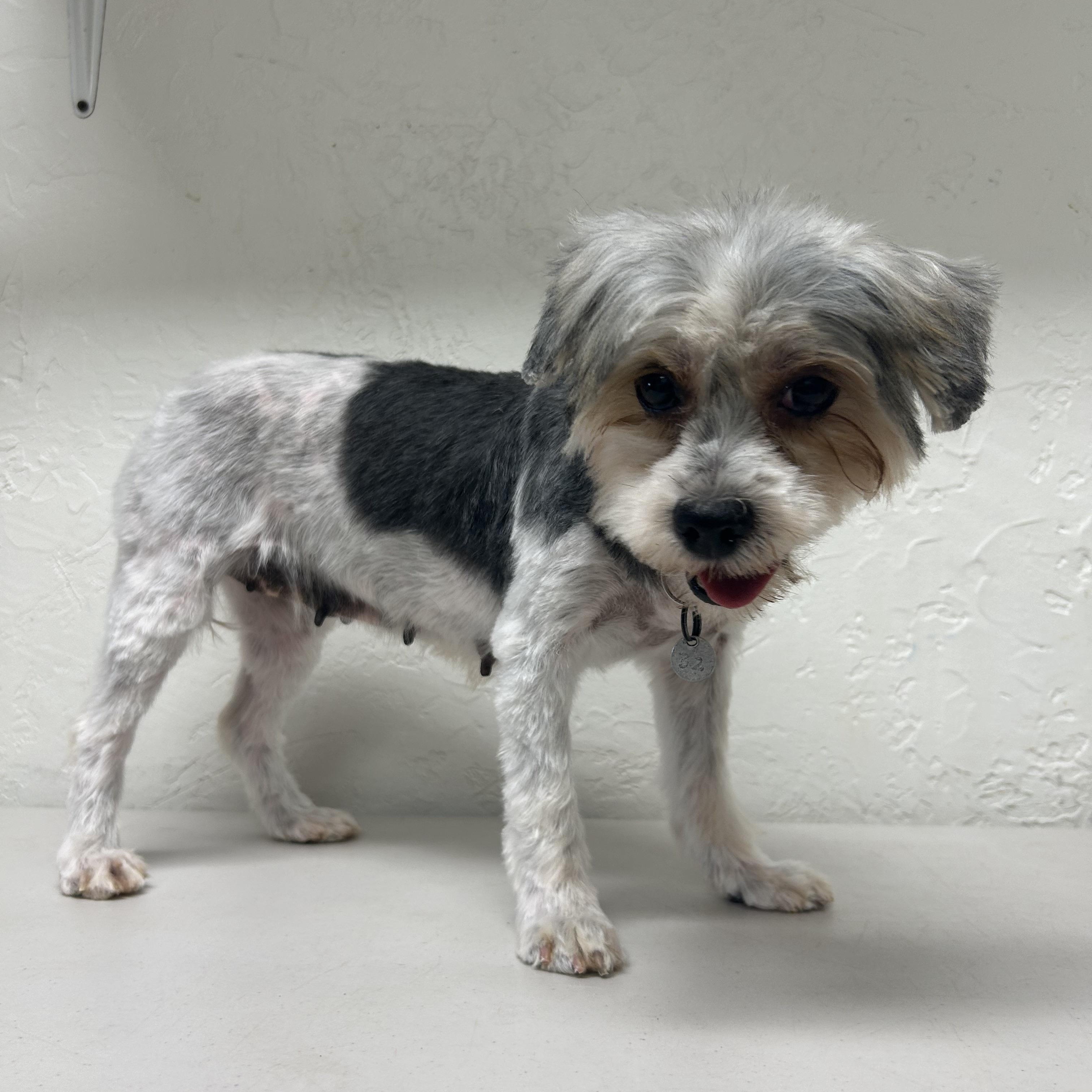 Havana-Foster Home Needed