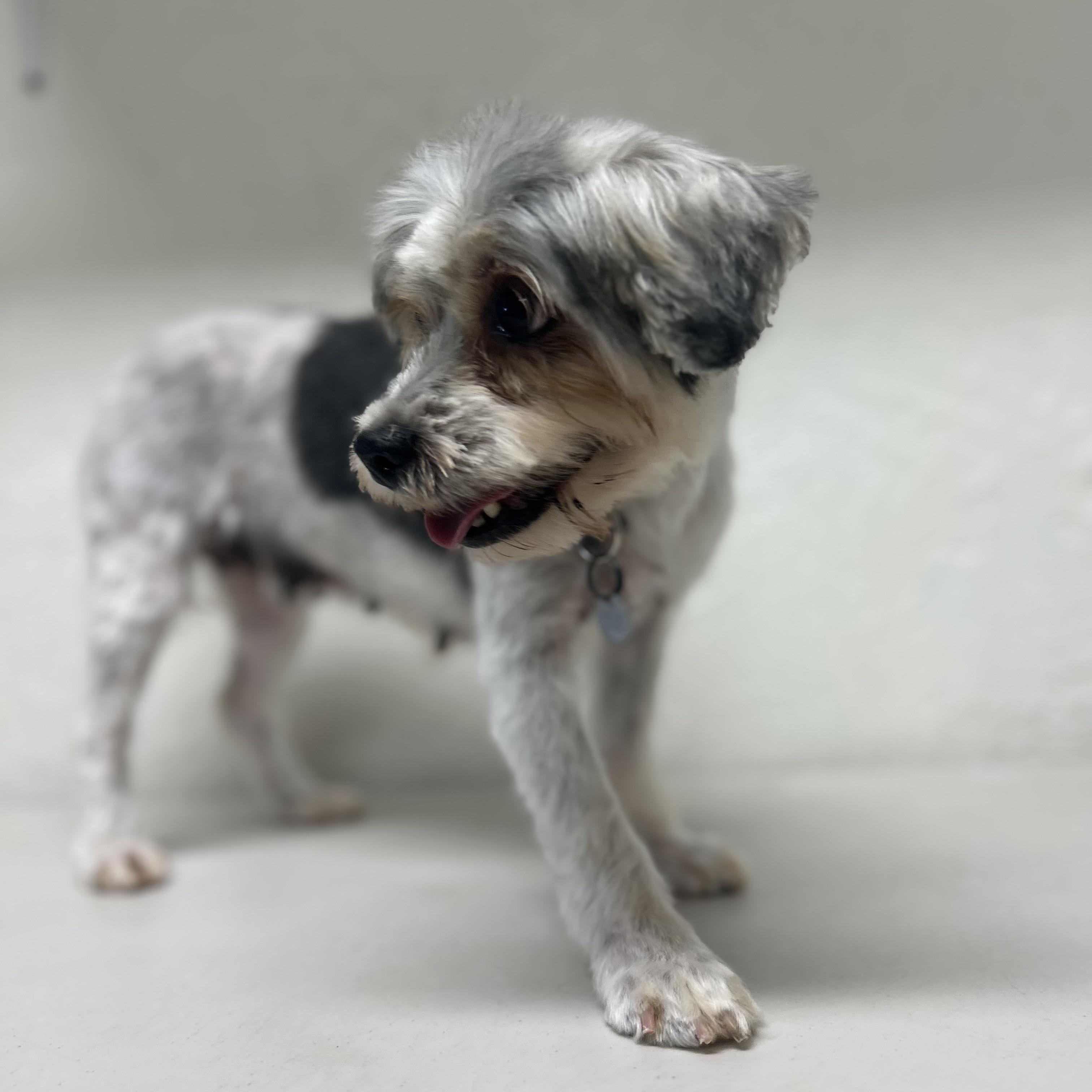 Havana-Foster Home Needed