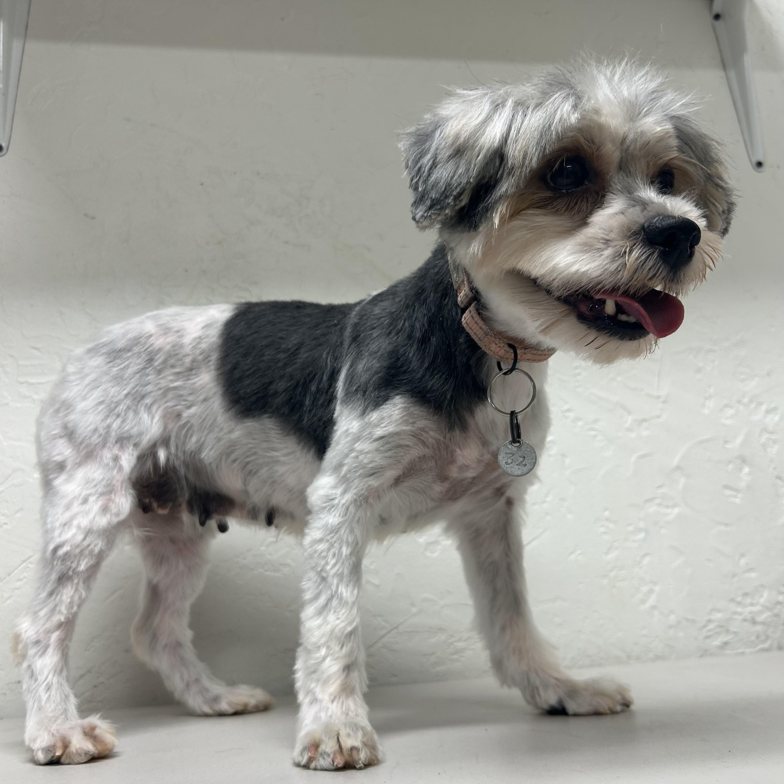 Havana-Foster Home Needed