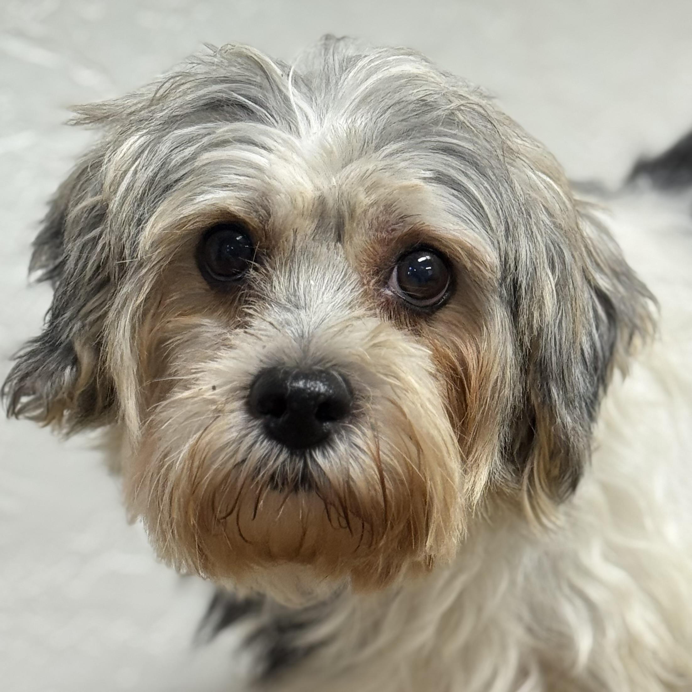 Havana-Foster Home Needed