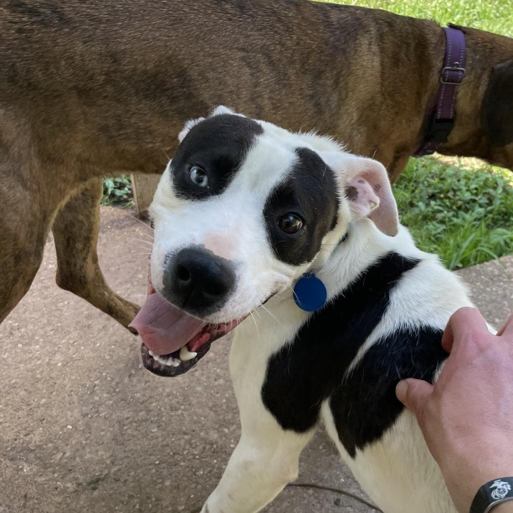 Enlarge Scoville, a Adoptable Mixed Breed in Fredericksburg, VA image 1/6