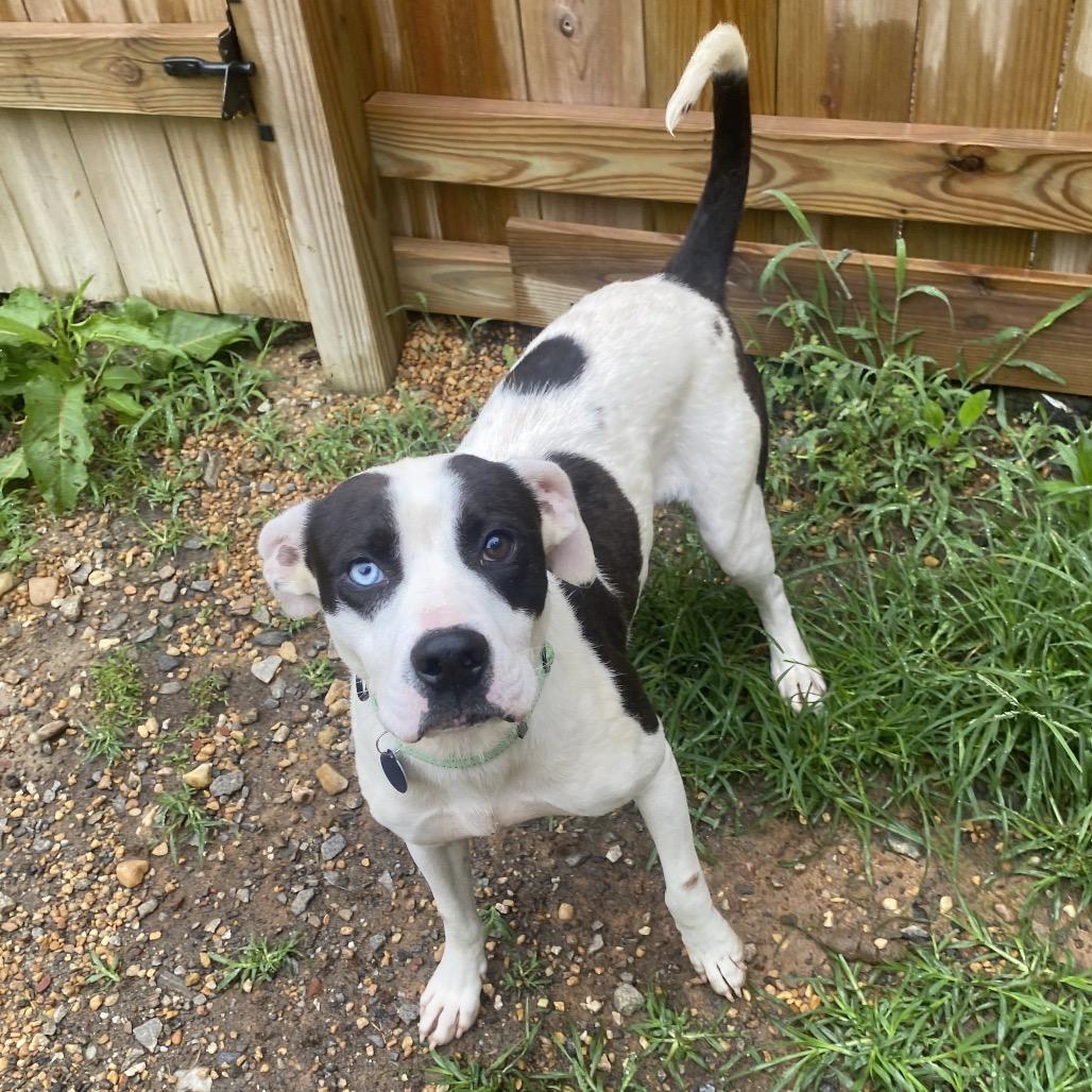 Enlarge Scoville, a Adoptable Mixed Breed in Fredericksburg, VA image 2/6