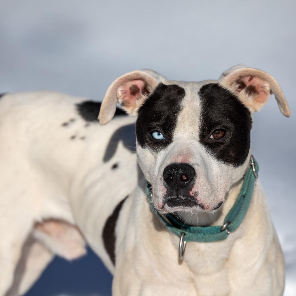 Enlarge Scoville, a Adoptable Mixed Breed in Fredericksburg, VA image 3/6