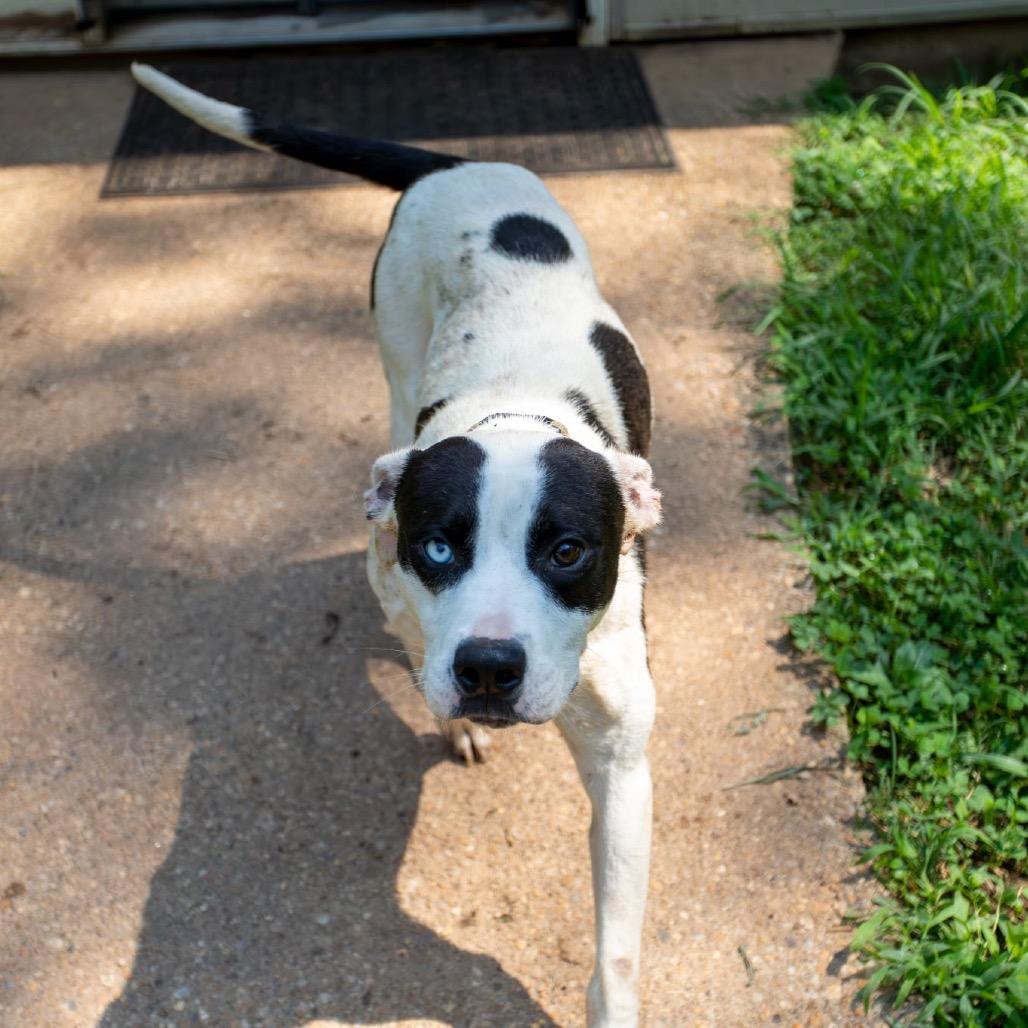 Enlarge Scoville, a Adoptable Mixed Breed in Fredericksburg, VA image 3/6