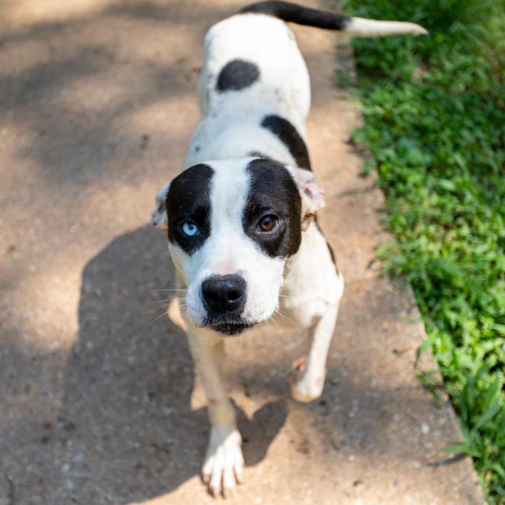 Enlarge Scoville, a Adoptable Mixed Breed in Fredericksburg, VA image 4/6