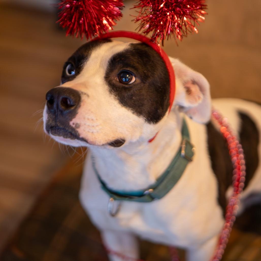 Scoville, a Adoptable Mixed Breed in Fredericksburg, VA image 5/6