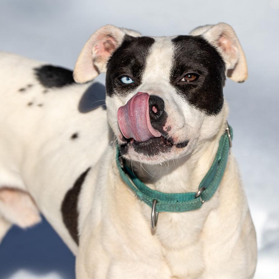 Enlarge Scoville, a Adoptable Mixed Breed in Fredericksburg, VA image 5/6