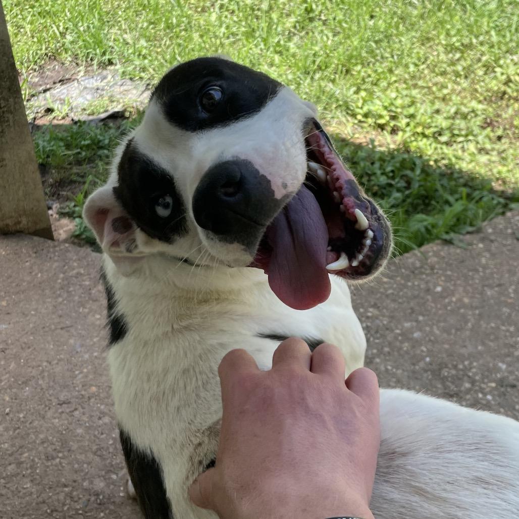 Enlarge Scoville, a Adoptable Mixed Breed in Fredericksburg, VA image 5/6