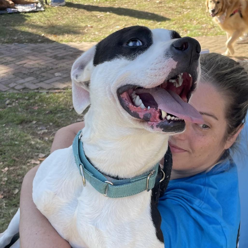 Enlarge Scoville, a Adoptable Mixed Breed in Fredericksburg, VA image 6/6