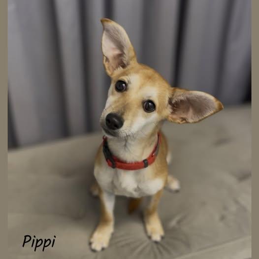 Enlarge Pippi, a ADOPTABLE mixed breed in Shreveport, LA image 1/1