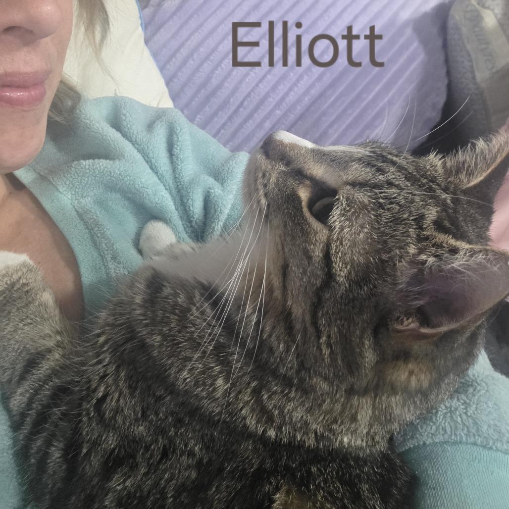 Elliott, Adoptable, Adult Female Domestic Short Hair.