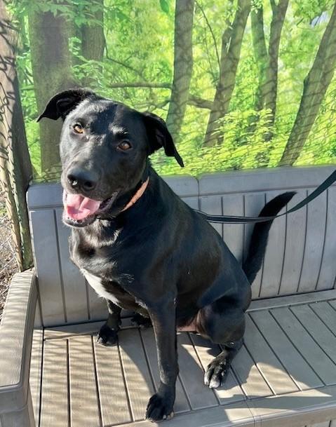 Enlarge Max, a Adoptable Black Labrador Retriever in Phoenix, OR image 3/3