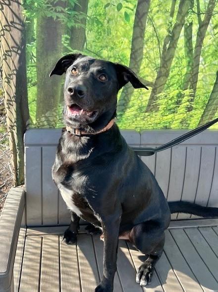 Enlarge Max, a Adoptable Black Labrador Retriever in Phoenix, OR image 2/3