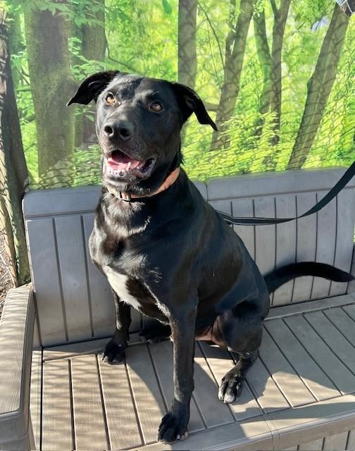 Max, Adoptable, Young Male Black Labrador Retriever.