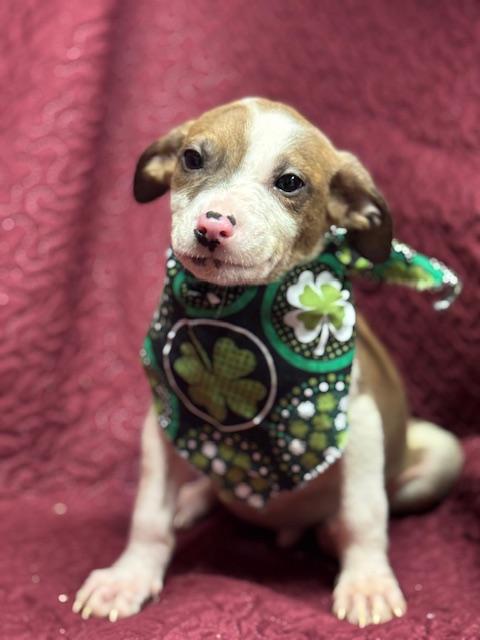 Enlarge Kegan , a ADOPTABLE Mixed Breed in Fredericksburg, VA image 3/5