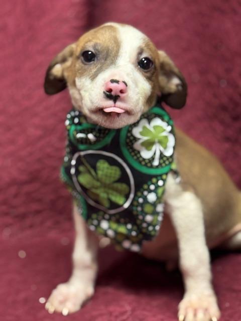 Enlarge Kegan , a ADOPTABLE Mixed Breed in Fredericksburg, VA image 5/5