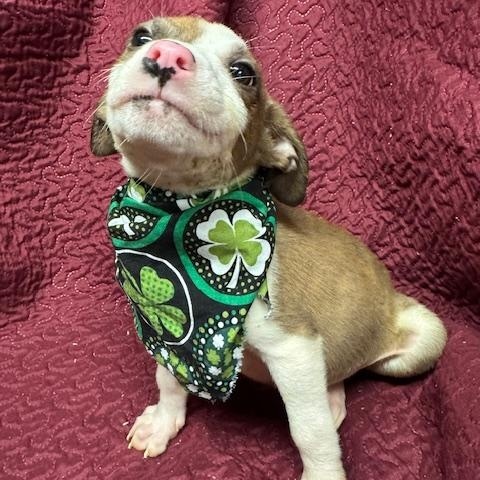 Enlarge Kegan , a ADOPTABLE Mixed Breed in Fredericksburg, VA image 4/5