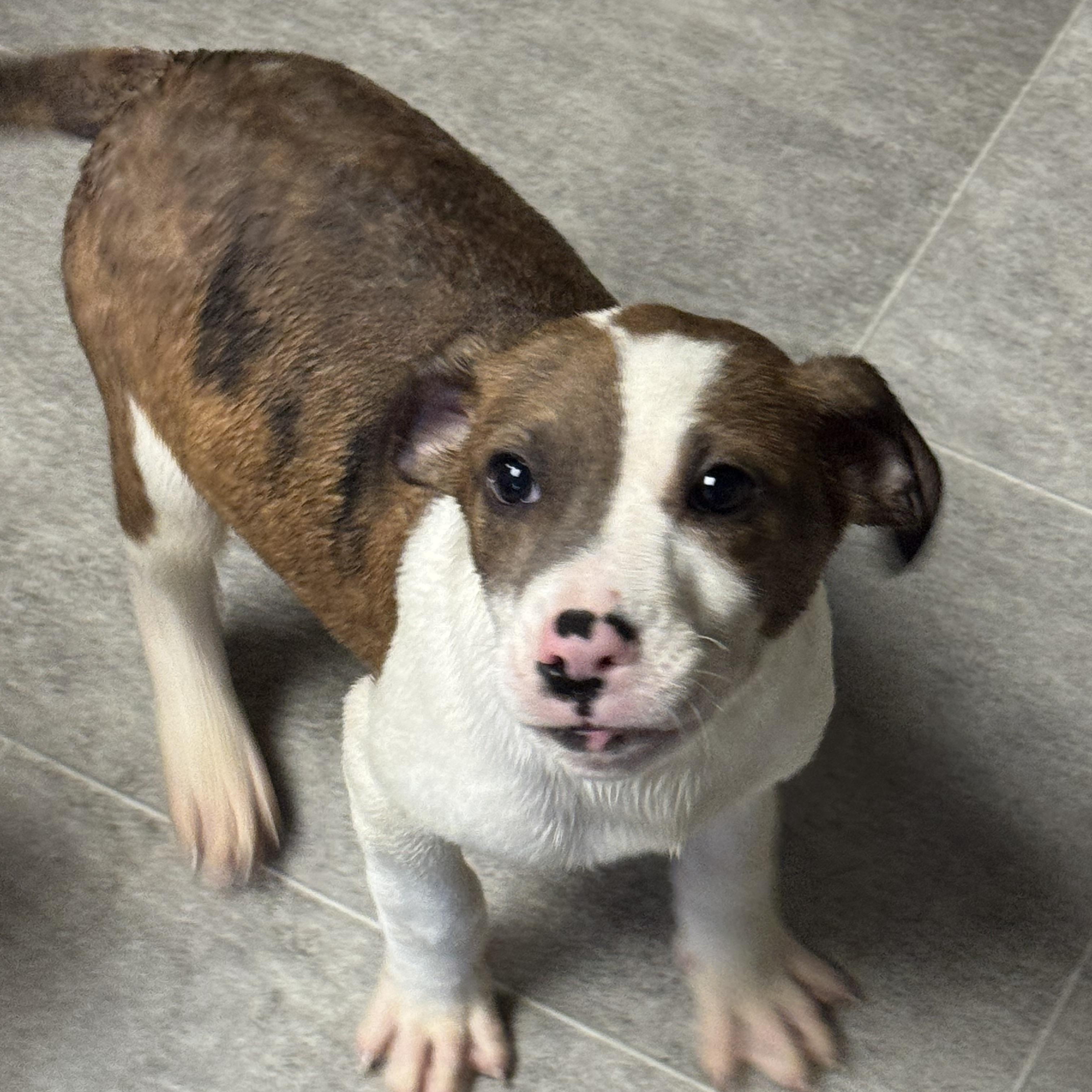 Enlarge Kegan , a ADOPTABLE Mixed Breed in Fredericksburg, VA image 2/5