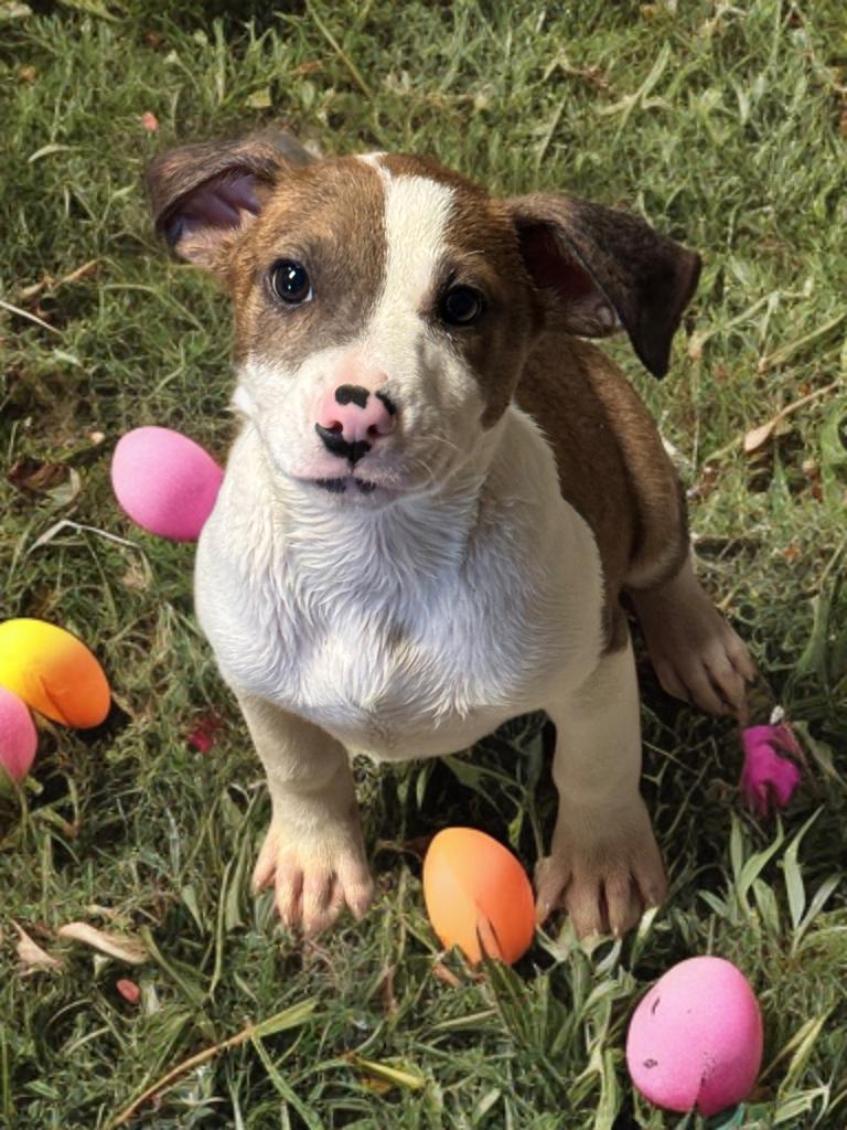 Enlarge Kegan , a ADOPTABLE Mixed Breed in Fredericksburg, VA image 1/5