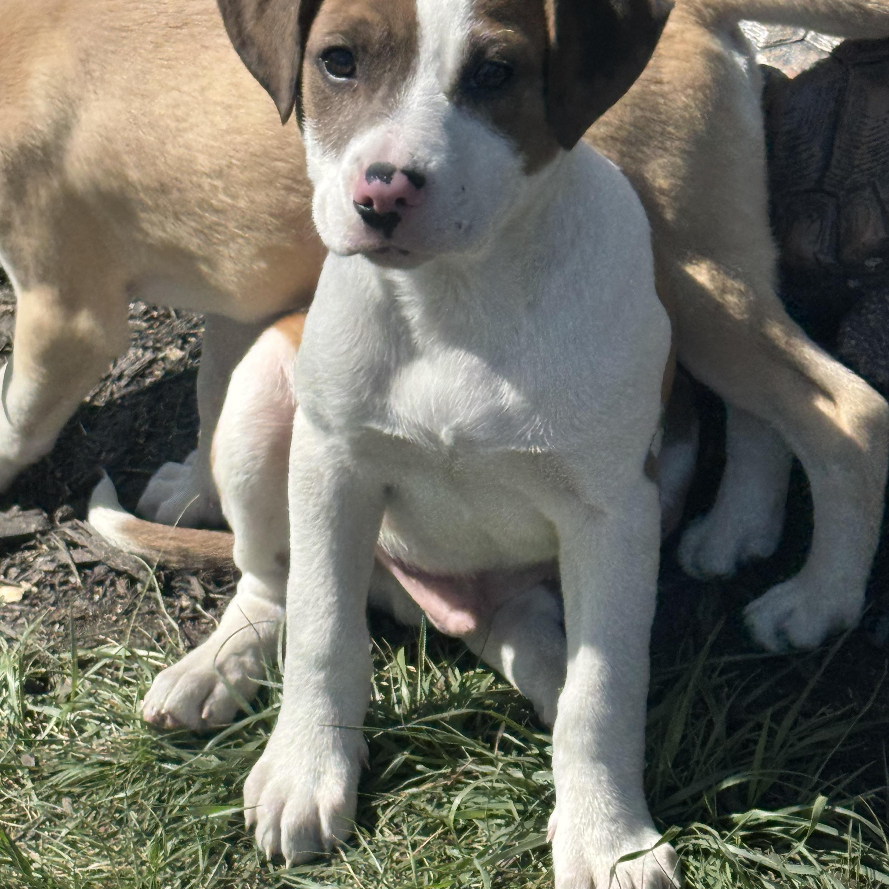 Kegan , ADOPTABLE, Puppy Male Mixed Breed.