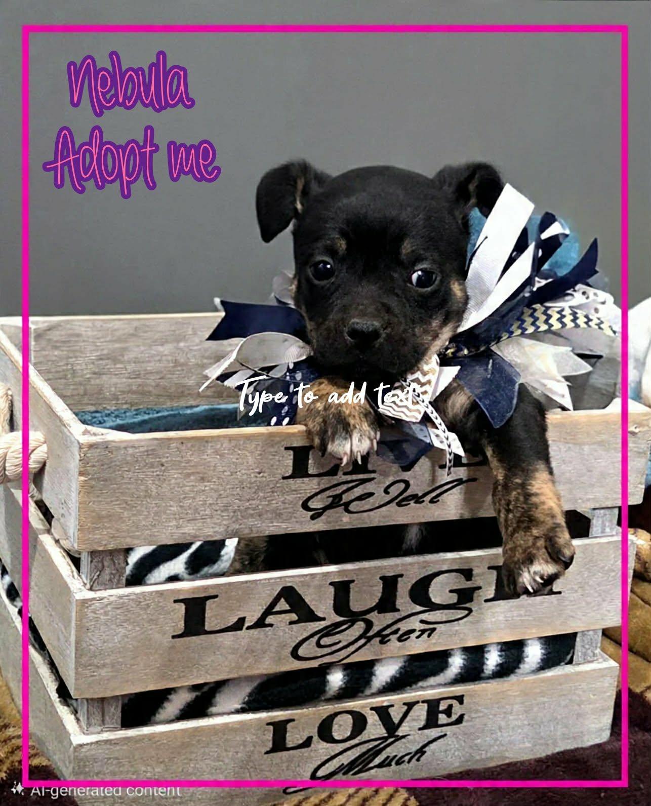 Enlarge Nebula, a ADOPTABLE mixed breed in Grove, OK image 3/3