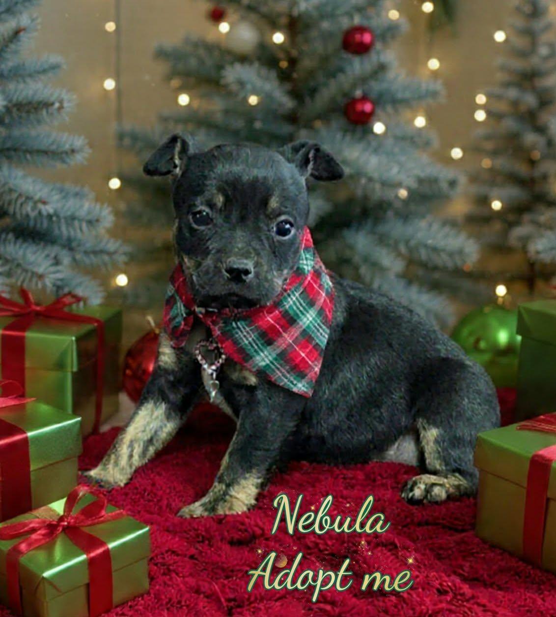 Enlarge Nebula, a ADOPTABLE mixed breed in Grove, OK image 1/3