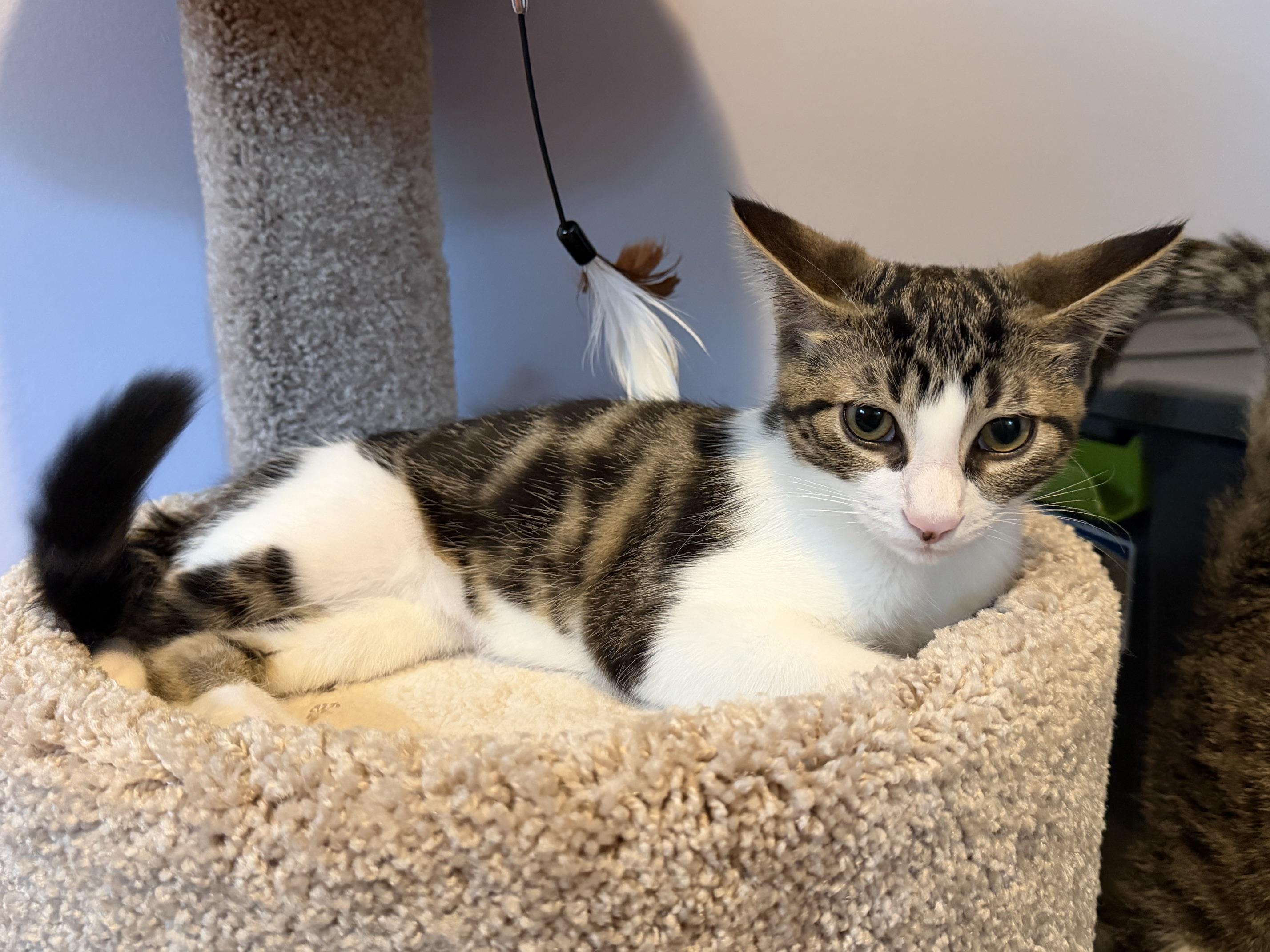 Enlarge Helios, a Adoptable Domestic Short Hair in Sterling Heights, MI image 1/2