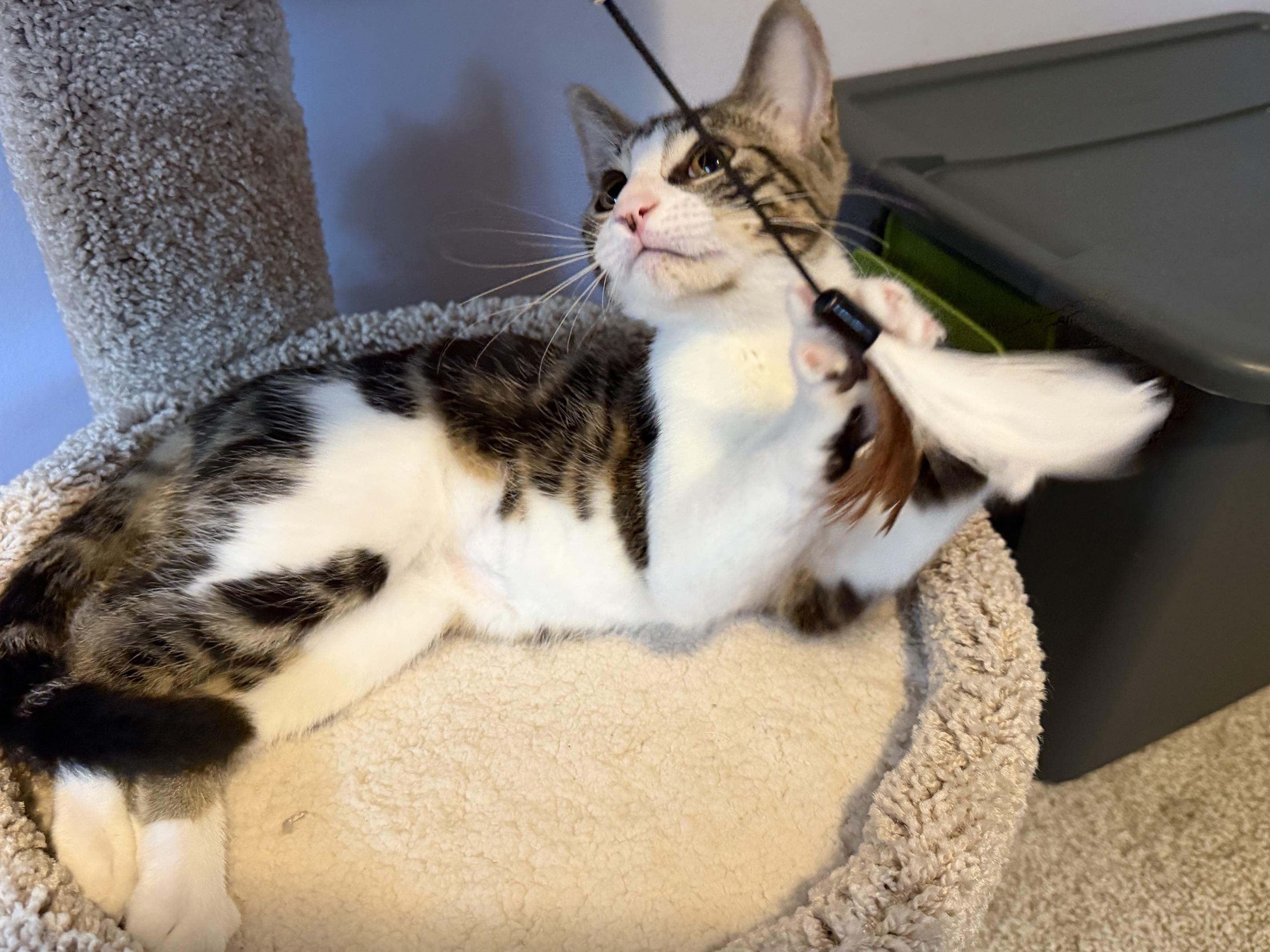 Enlarge Helios, a Adoptable Domestic Short Hair in Sterling Heights, MI image 2/2