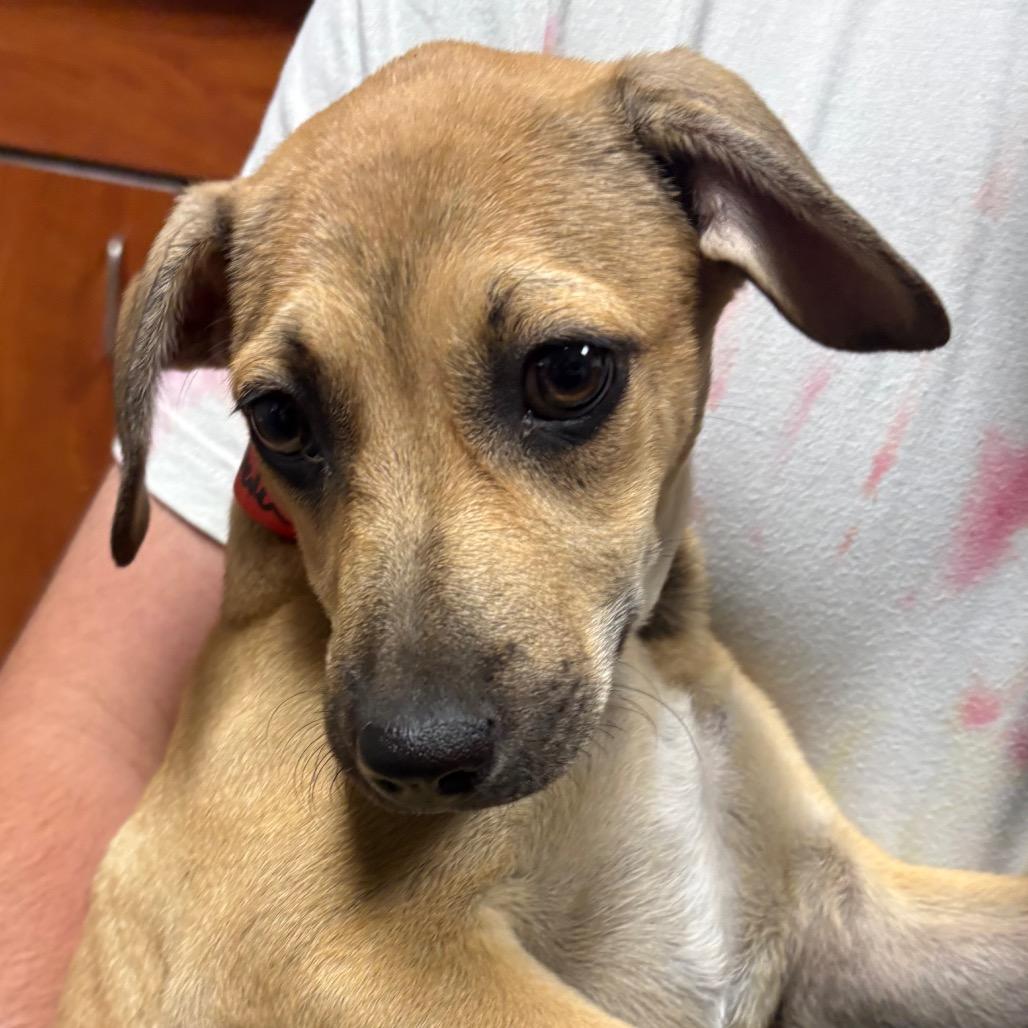 Milkshake, Adoptable, Puppy Female Mixed Breed.