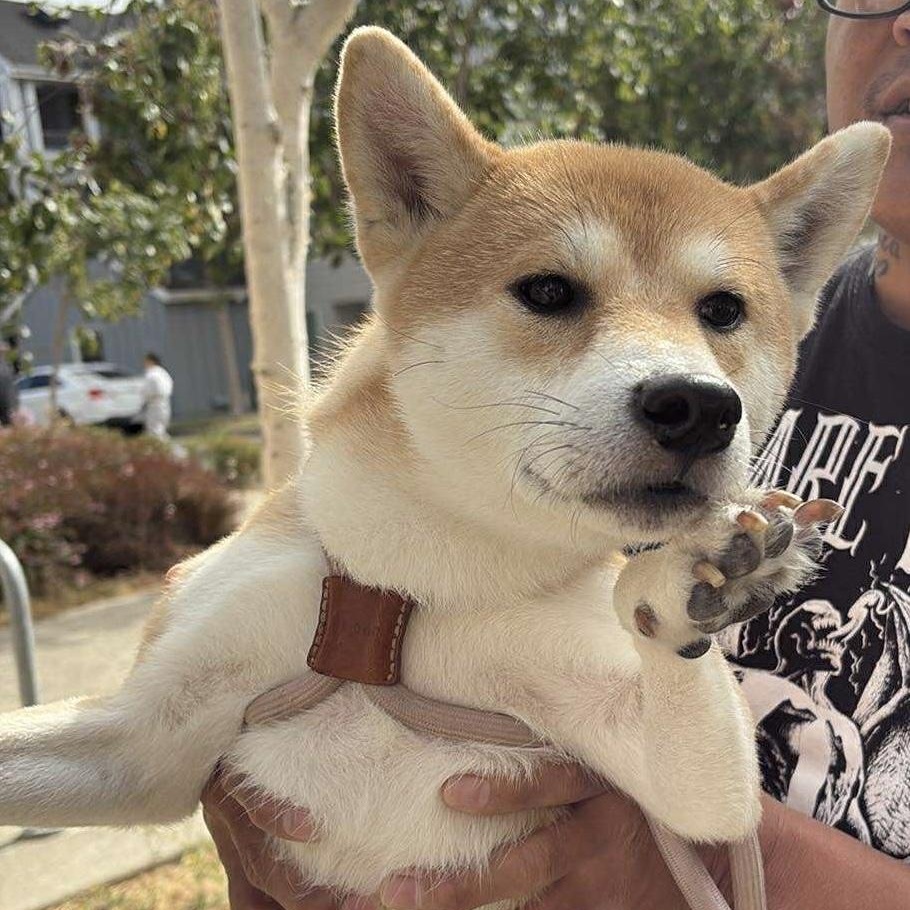 Adopt KoKo