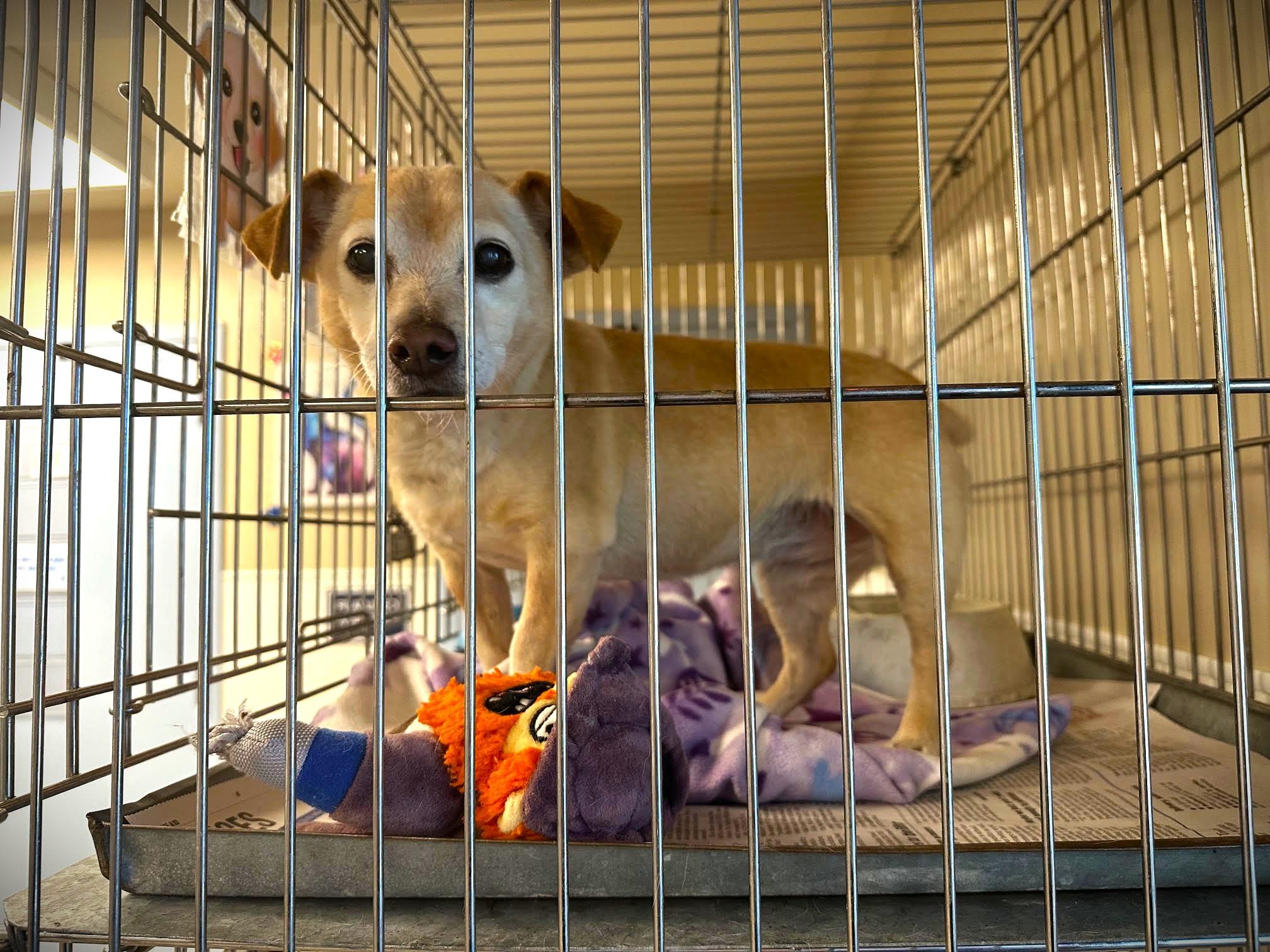 Bella — thumbnail 4