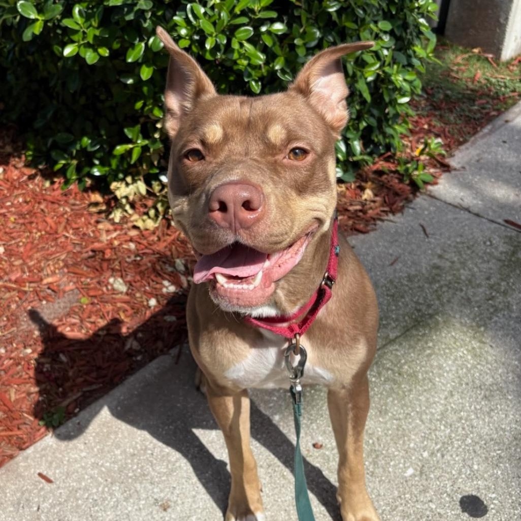 Filbert, a Adoptable mixed breed in Lake Worth, FL image 1/5