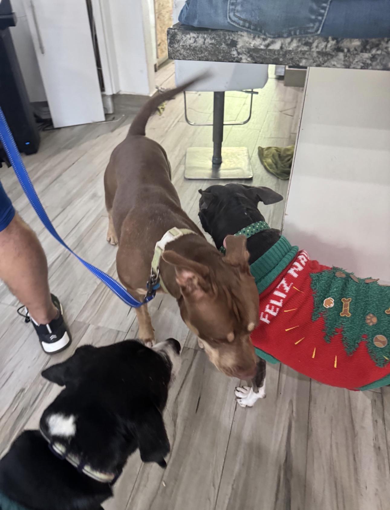 Enlarge Filbert, a Adoptable mixed breed in Lake Worth, FL image 5/6