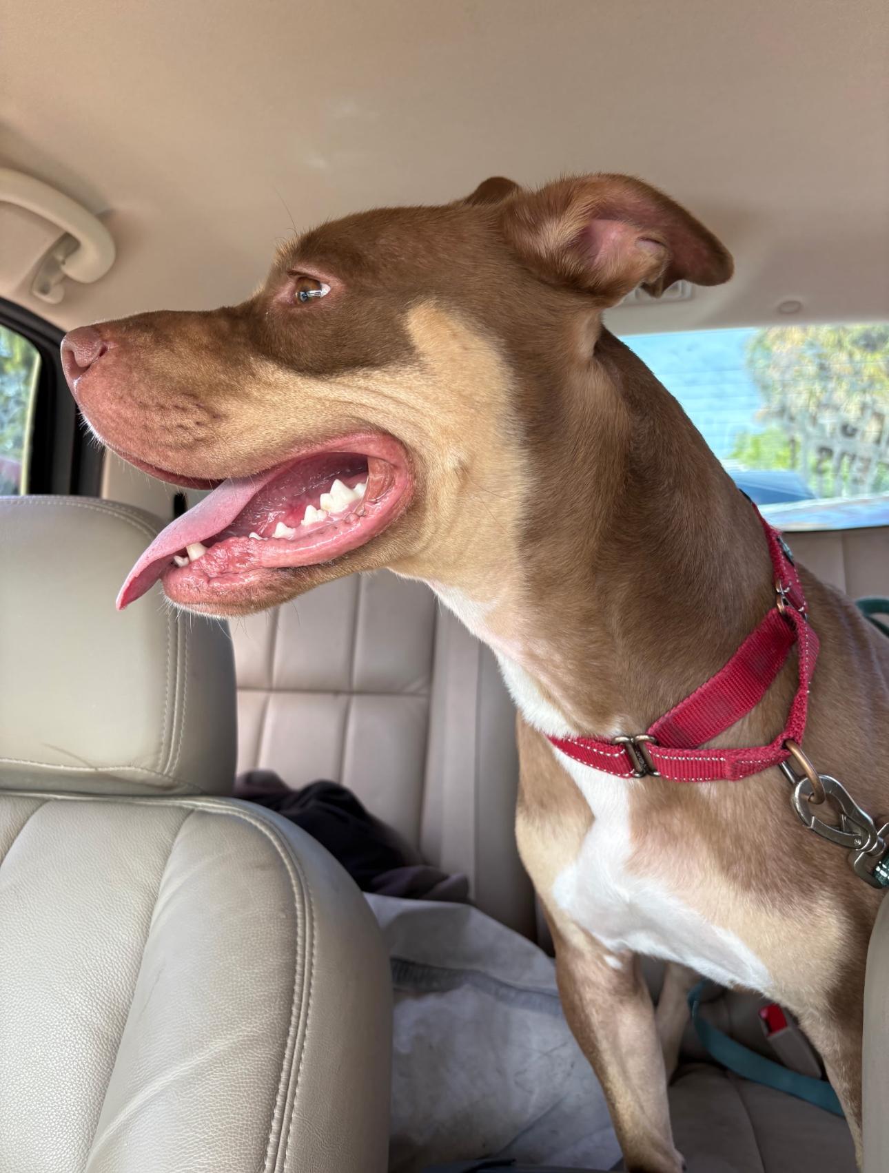 Filbert, a Adoptable mixed breed in Lake Worth, FL image 2/5