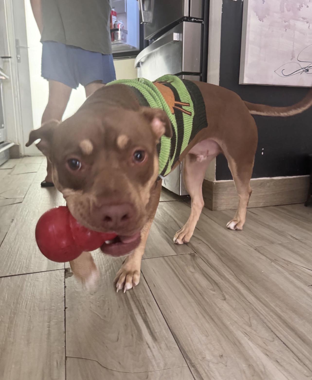 Enlarge Filbert, a Adoptable mixed breed in Lake Worth, FL image 6/6