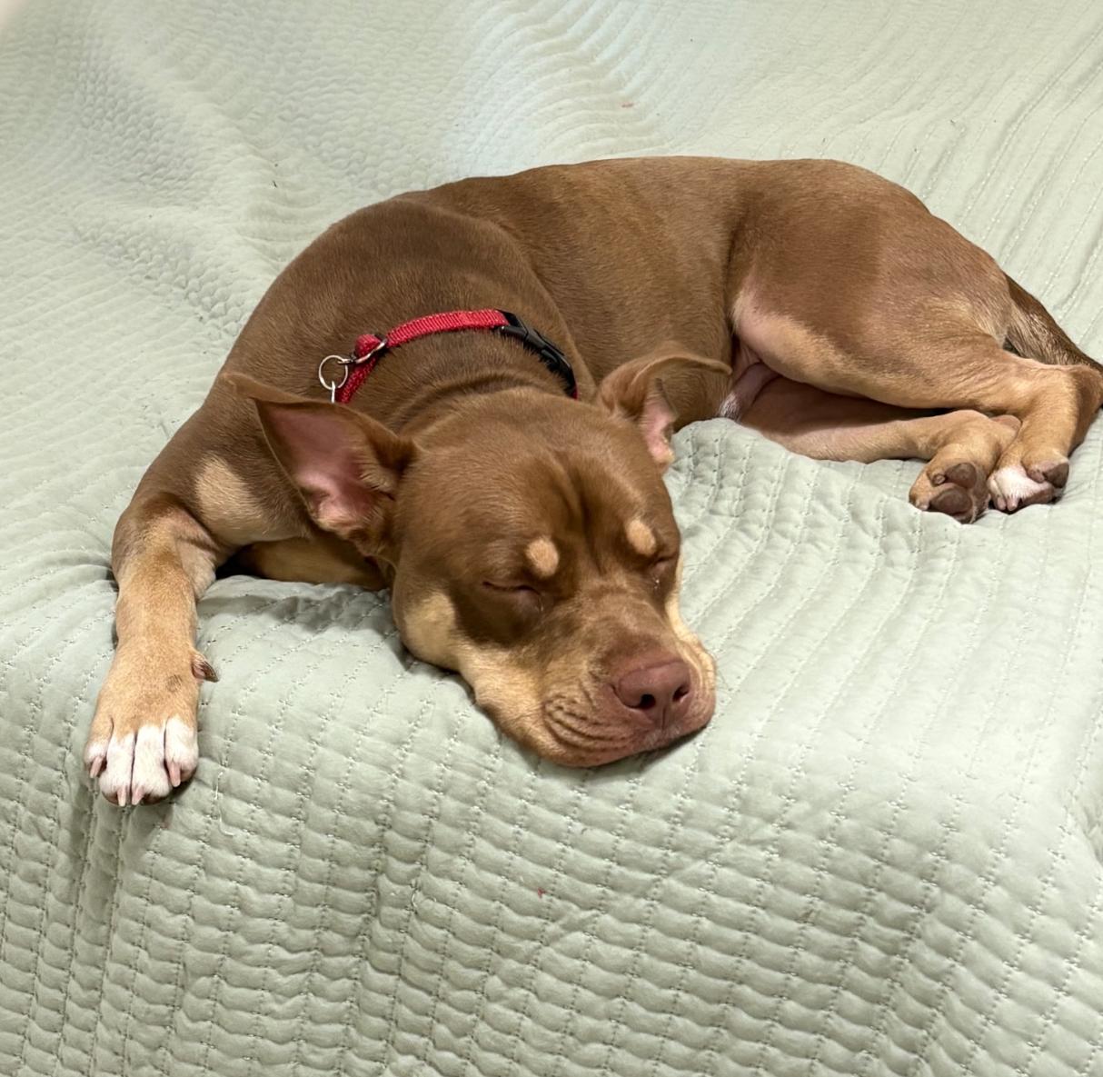 Filbert, a Adoptable mixed breed in Lake Worth, FL image 3/5