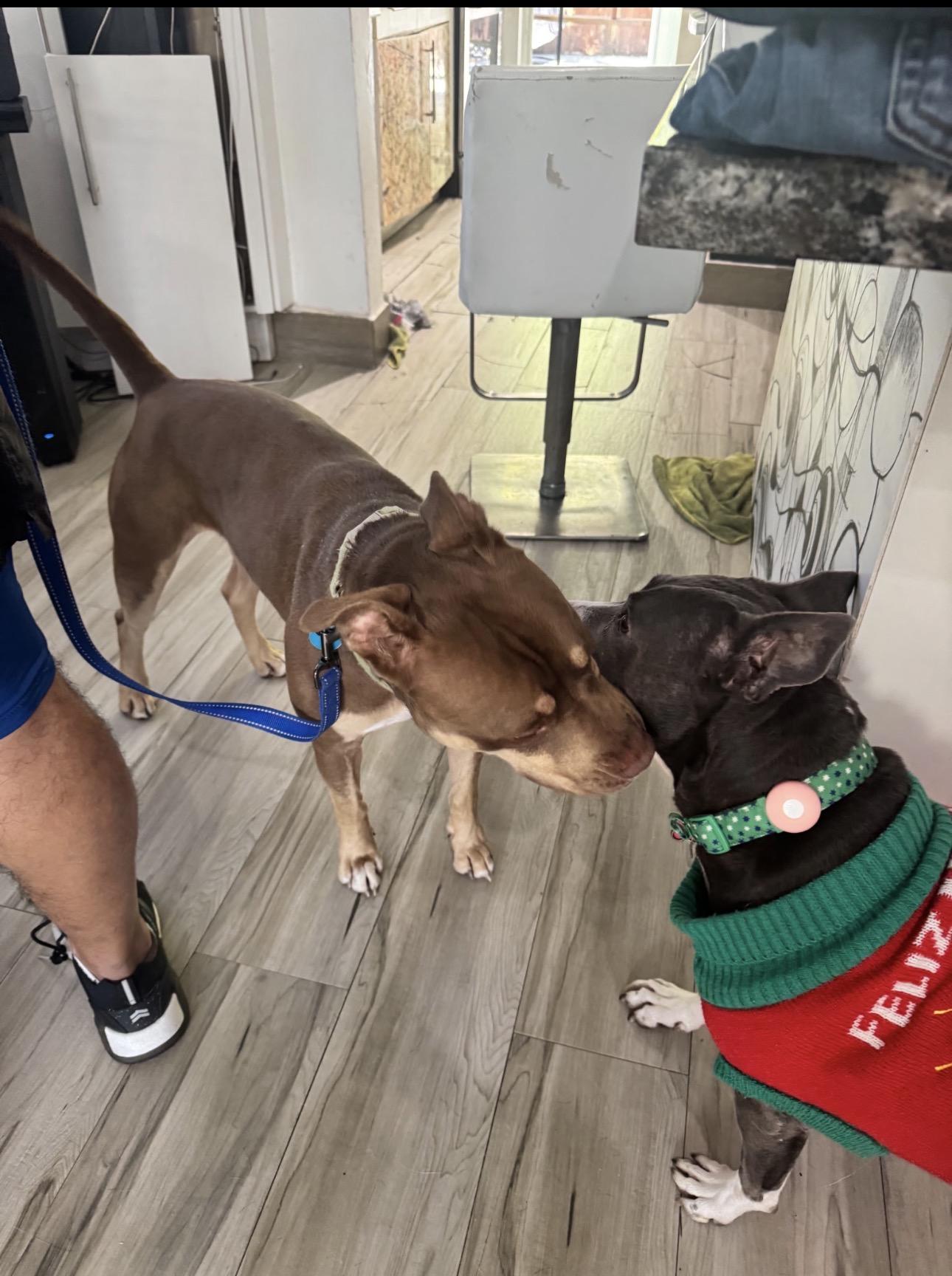 Enlarge Filbert, a Adoptable mixed breed in Lake Worth, FL image 4/6