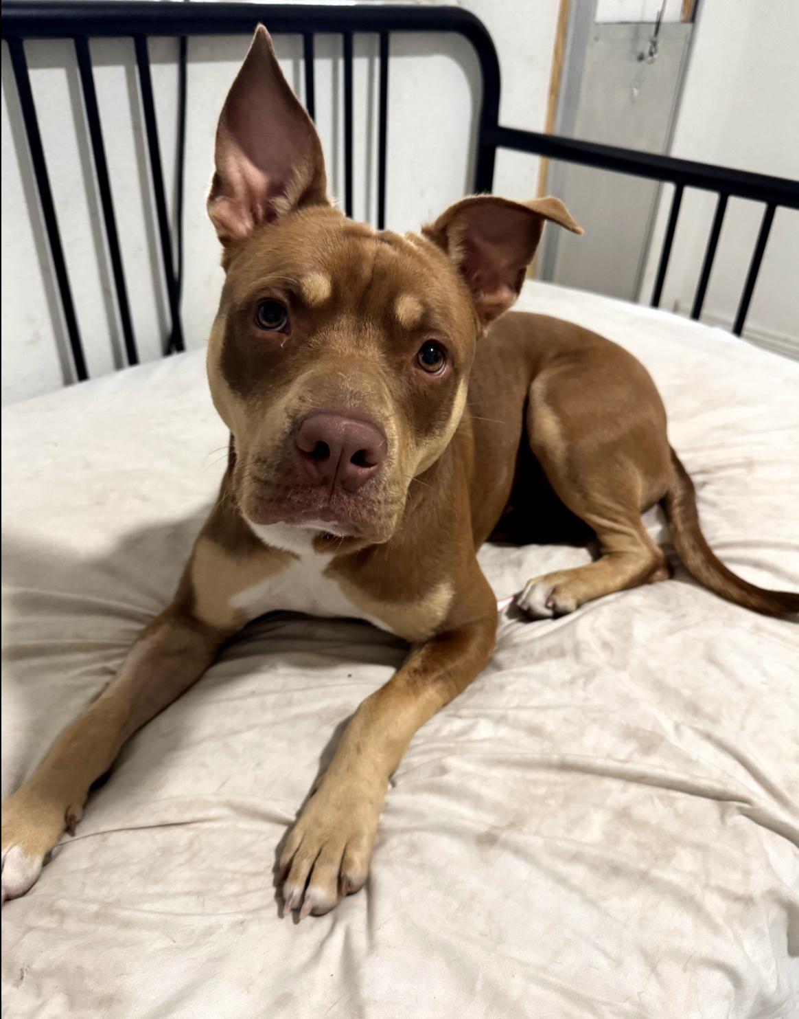 Filbert, a Adoptable mixed breed in Lake Worth, FL image 4/5