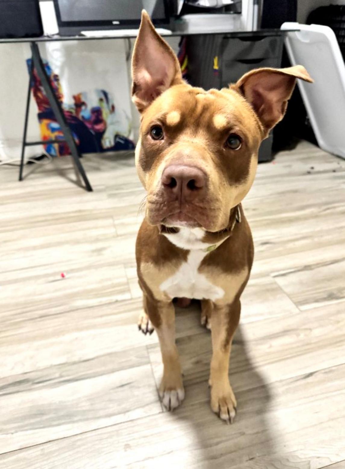 Filbert, a Adoptable mixed breed in Lake Worth, FL image 5/5