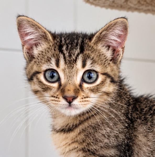 Enlarge Daisy, a Adoptable Domestic Short Hair in Chandler, AZ image 1/2