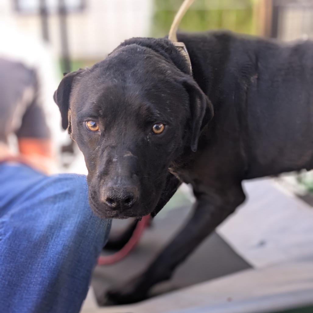 Enlarge Ame, a Adoptable mixed breed in Lenoir, NC image 1/6