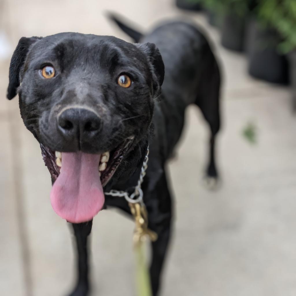 Enlarge Ame, a Adoptable mixed breed in Lenoir, NC image 3/6