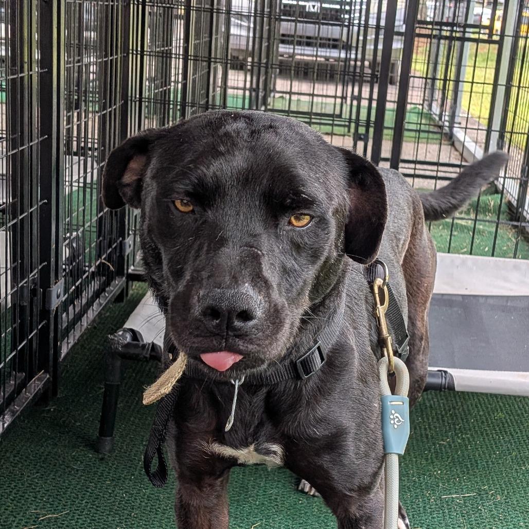 Enlarge Ame, a Adoptable mixed breed in Lenoir, NC image 3/6